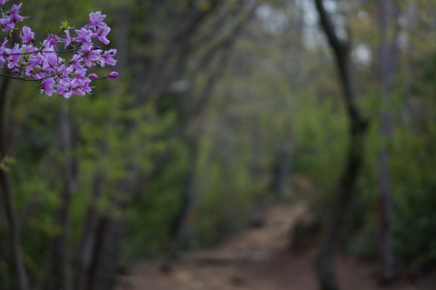 ナヤミナシの剣尾山からの杜のテラスCAMP ナヤミナシの剣尾山からの杜のテラスCAMP
