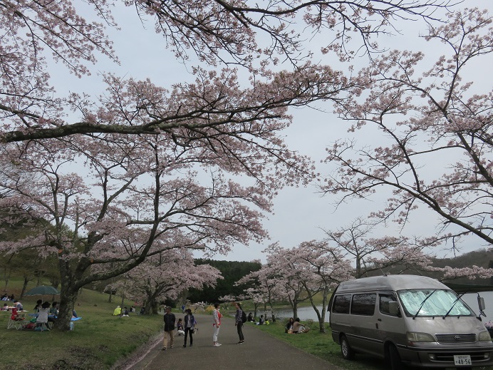 今年最後の桜と、私の最後?にて最高な幕(てっこつ大分支部花見キャン) 今年最後の桜と、私の最後?にて最高な幕(てっこつ大分支部花見キャン)
