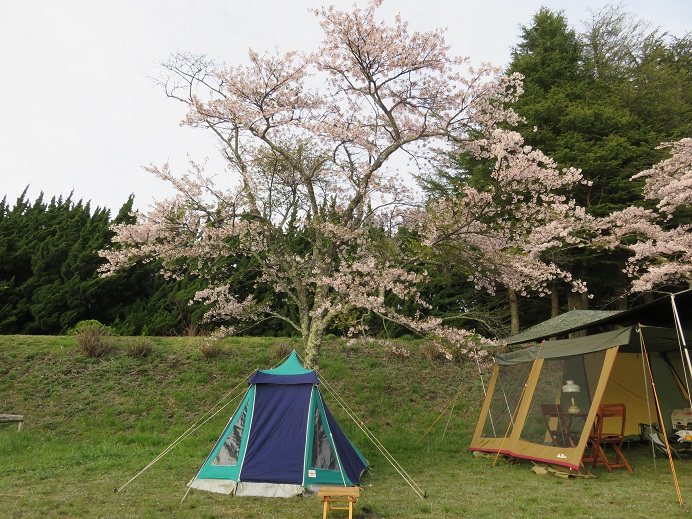 今年最後の桜と、私の最後?にて最高な幕(てっこつ大分支部花見キャン) 今年最後の桜と、私の最後?にて最高な幕(てっこつ大分支部花見キャン)