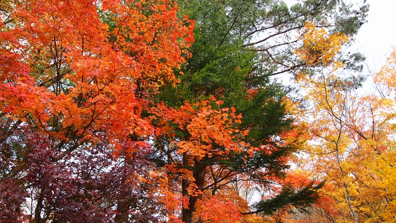 紅葉真っ赤っかキャンプ 笛吹小屋キャンプ場