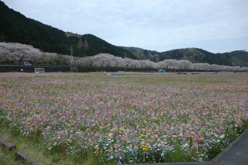 西伊豆オートキャンプ場 レポ