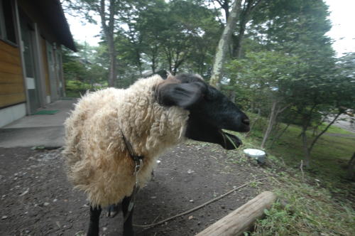 わらび平キャンプ場 レポ