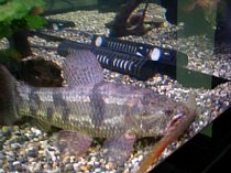 熱帯魚のおはなし