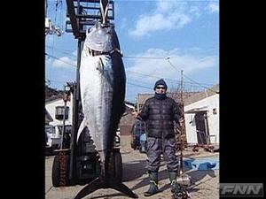 特大クロマグロ