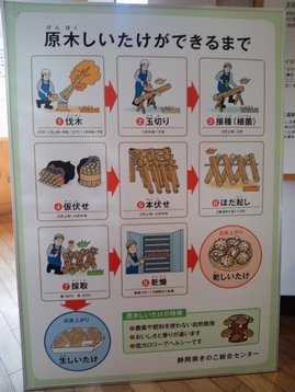 父子キャンプde周辺探索 伊豆だるま山キャンプ場