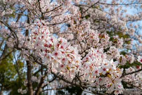 ワンコとお花見散歩～鶴見緑地公園