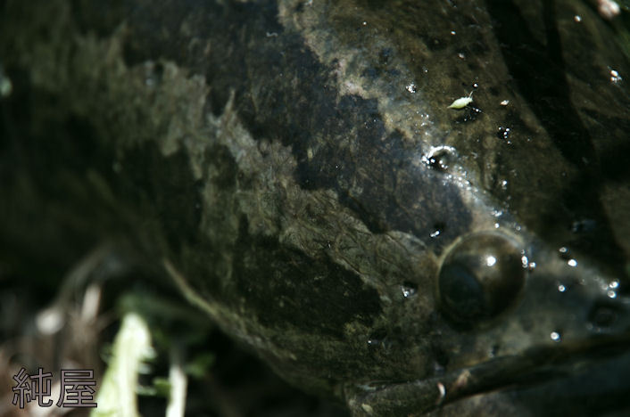 Channa argus Channa argus