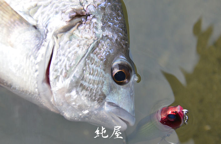 狙い通り。だがしかし。 狙い通り。だがしかし。