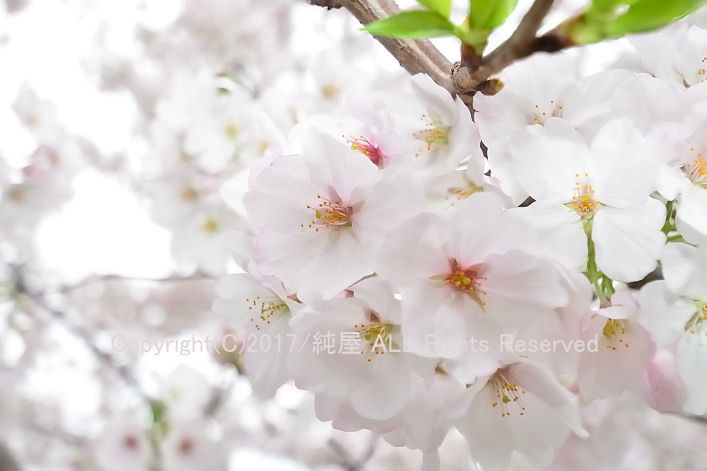 桜撮影3ステップ。個性が出るで 桜撮影3ステップ。個性が出るで