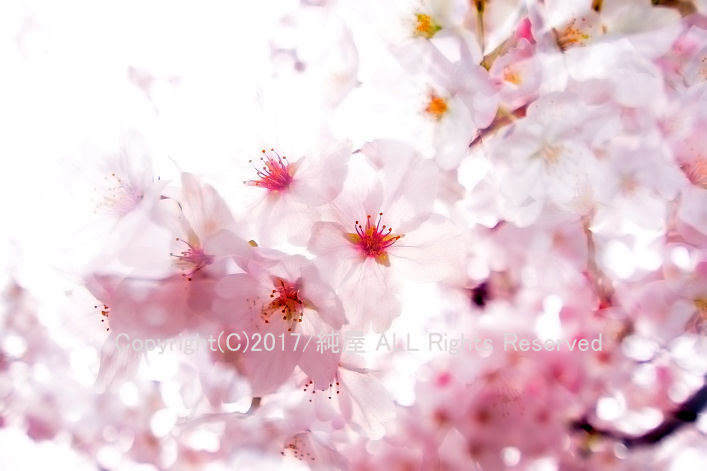 桜撮影3ステップ。個性が出るで 桜撮影3ステップ。個性が出るで