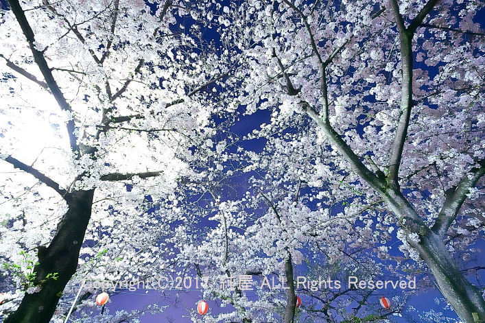 夜桜撮ってみたで 夜桜撮ってみたで