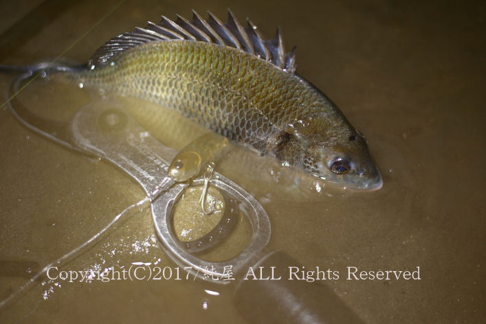 釣りブログに触発されて行ってきましたよ 釣りブログに触発されて行ってきましたよ
