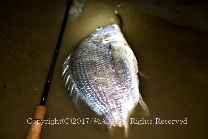 釣りブログに触発されて行ってきましたよ 釣りブログに触発されて行ってきましたよ