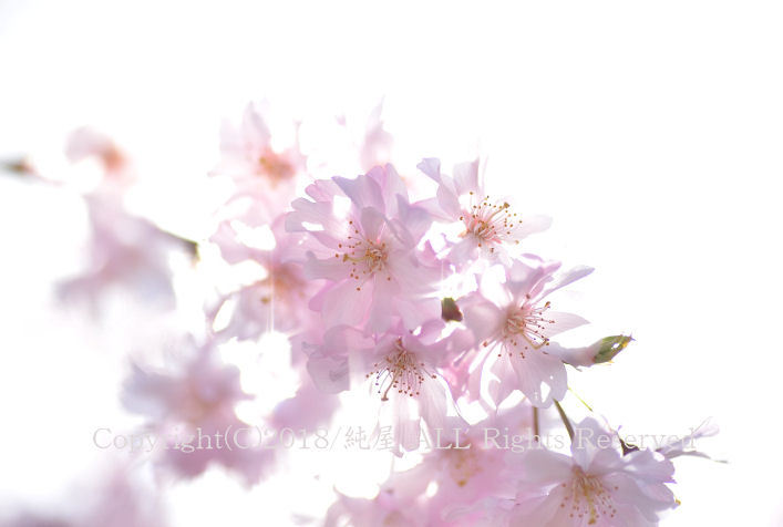 桜の美しさを表現する 桜の美しさを表現する