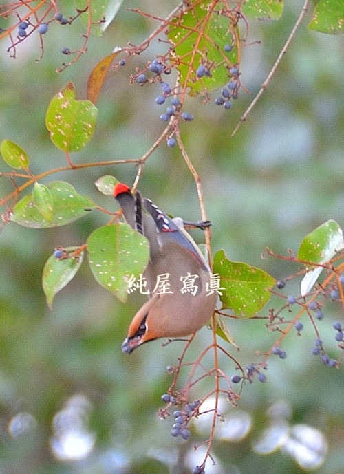 ぜんぜんわかりません!どうすればいいのでしょうか・・・・・・ ぜんぜんわかりません!どうすればいいのでしょうか・・・・・・