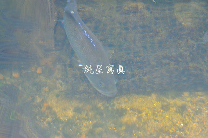げ・・・・・・こんなところにブラック げ・・・・・・こんなところにブラック