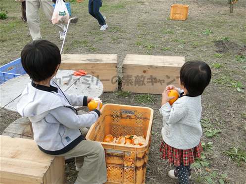 みかん狩りinライスハウスかわなべ(春日部市)