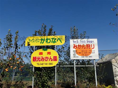 みかん狩りinライスハウスかわなべ(春日部市)