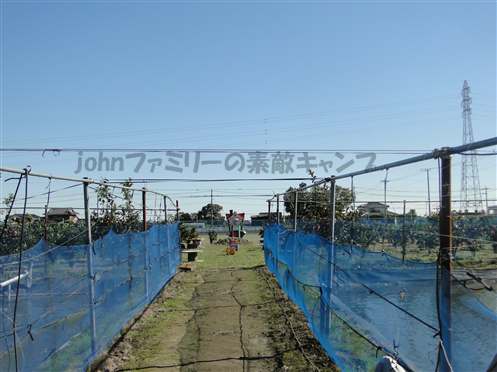 みかん狩りinライスハウスかわなべ(春日部市)