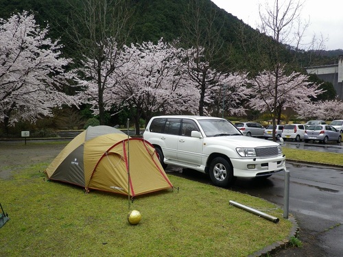松田川お花見オフ2012