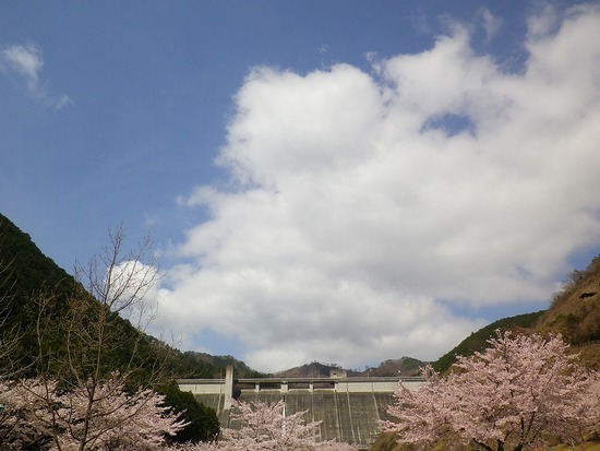 松田川お花見オフ2012