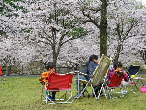 松田川お花見オフ2012