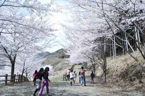 松田川お花見オフ2012