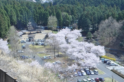 松田川お花見オフ2012