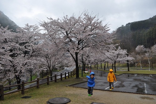 松田川お花見オフ2012