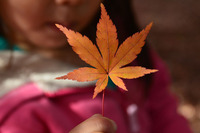 2014年の秋　　三木山森林公園の紅葉