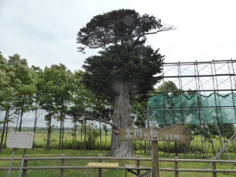 北海道丘では風が見える(=^・・^=) 北海道丘では風が見える(=^・・^=)
