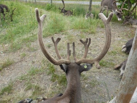 北海道丘では風が見える(=^・・^=) 北海道丘では風が見える(=^・・^=)