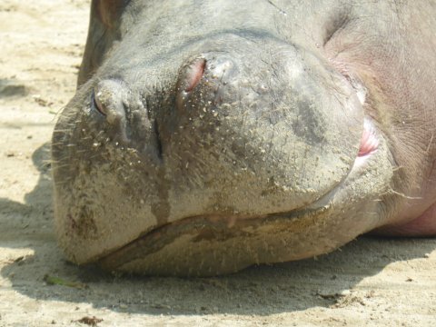 あやしいうどん屋さんと 旭山動物園オモシロ写真集 あやしいうどん屋さんと 旭山動物園オモシロ写真集