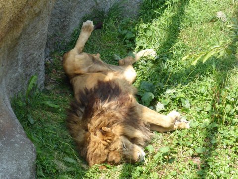 あやしいうどん屋さんと 旭山動物園オモシロ写真集 あやしいうどん屋さんと 旭山動物園オモシロ写真集