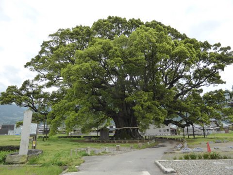 日本一かもしれない(=^・・^=) 日本一かもしれない(=^・・^=)