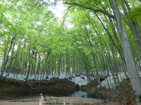 ギネス認定と美人林 ギネス認定と美人林