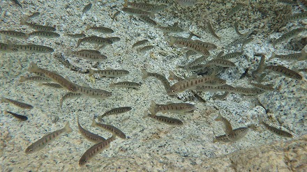 アマゴ発眼卵5000粒到着待ち遠しの巻 アマゴ発眼卵5000粒到着待ち遠しの巻
