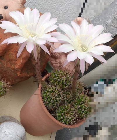 ベランダ菜園 トマト、オクラ収穫 ベランダ菜園 トマト、オクラ収穫