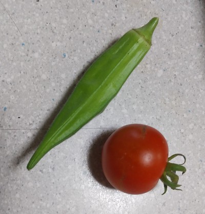 ベランダ菜園 トマト、オクラ収穫 ベランダ菜園 トマト、オクラ収穫