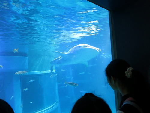 海遊館  ̄ー ̄v 久しぶり~~! 海遊館  ̄ー ̄v 久しぶり~~!