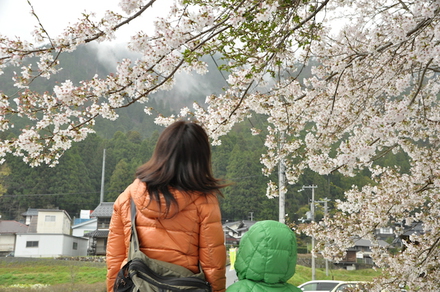 花見キャンプ in 美山町自然文化村、その1
