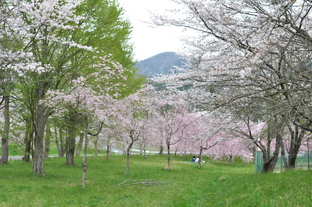 桜、桜、桜、桜満開な美山町自然文化村、その3