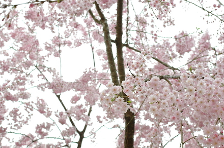 桜、桜、桜、桜満開な美山町自然文化村、その3