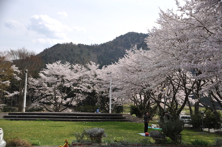 桜の季節な美山町自然文化村、施設紹介編