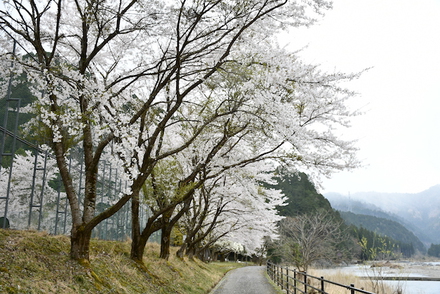荒れた天気でしたなぁ、お花見キャンプ、美山町自然文化村、その3
