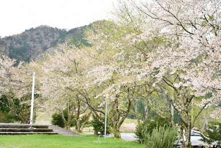 荒れた天気でしたなぁ、お花見キャンプ、美山町自然文化村、その3