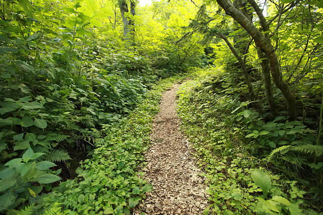 松山湿原の登山道を登る 松山湿原の登山道を登る