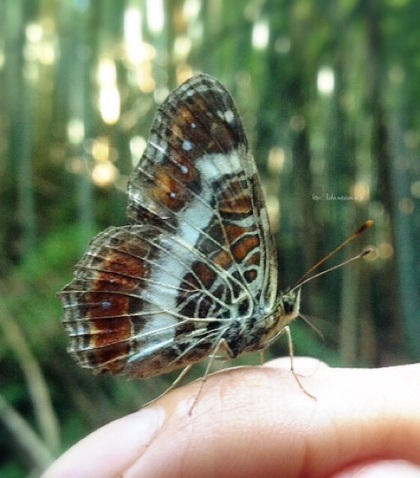 人の汗を吸うサカハチチョウ 夏型♀ 人の汗を吸うサカハチチョウ 夏型♀