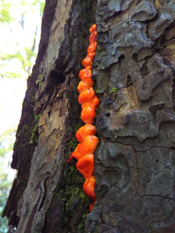 紅葉全開の越知山