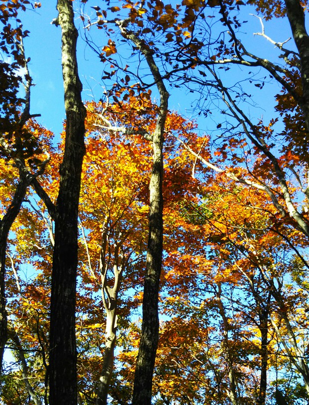 紅葉全開の越知山